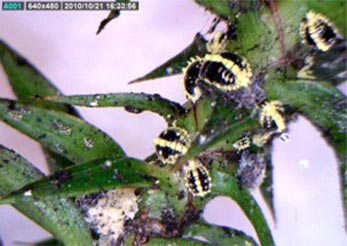 Preliminary Arboricultural Assessments