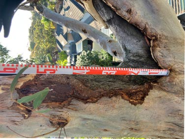 AQF level 5 Arboricultural Consultancy Services including Tree Risk Assessments,