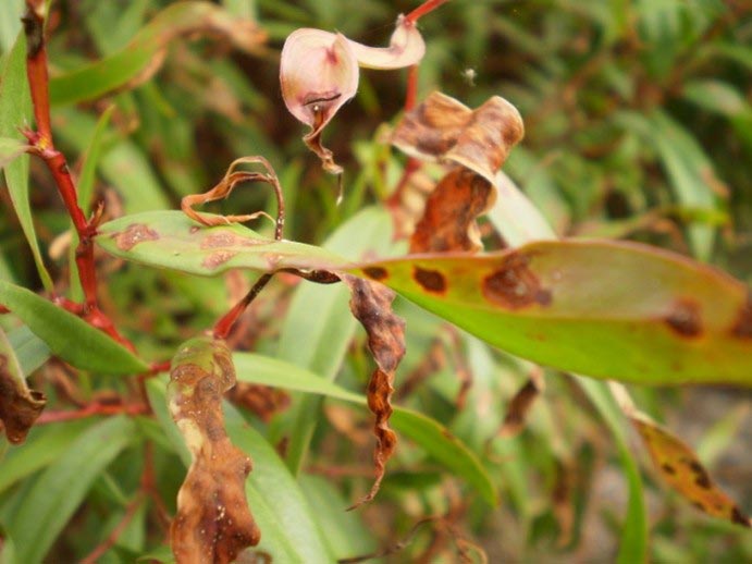 Pest & Disease Diagnosis and Treatment